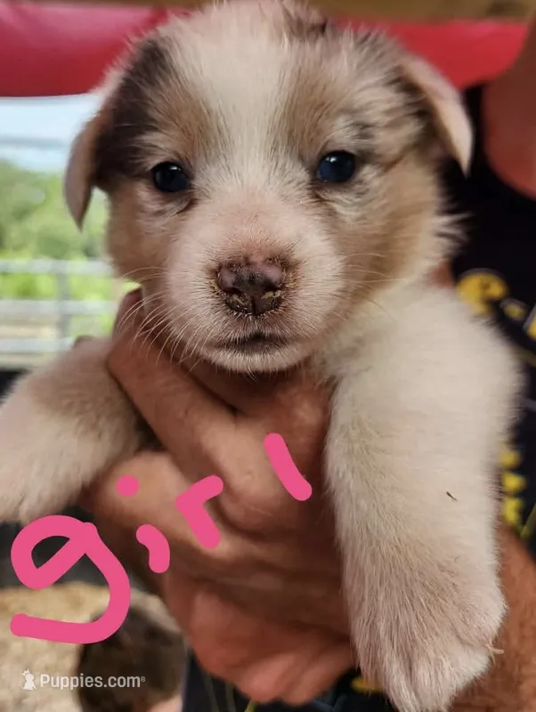 Girl 1 – Pembroke Welsh Corgi puppy for sale in Cartersville, GA