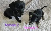 Lily, a female Miniature Dachshund for sale in Cartersville, GA – 3 of 6