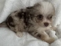 ASDR Lola ~ Blue Eyes ~ True Toy, a female Toy Australian Shepherd for sale in Cartersville, GA – 5 of 6