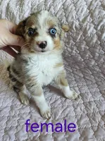Lulu, a female Pembroke Welsh Corgi for sale in Cartersville, GA – 4 of 6