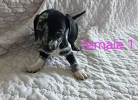 Lola, a female Miniature Dachshund for sale in Cartersville, GA – 5 of 7