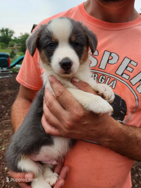 Boy 2 – Pembroke Welsh Corgi puppy for sale in Cartersville, GA