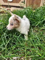 Merle Female, a female Pembroke Welsh Corgi for sale in Cartersville, GA – 2 of 5