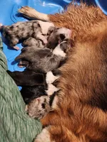 Boy 2, a male Pembroke Welsh Corgi for sale in Cartersville, GA – 2 of 2