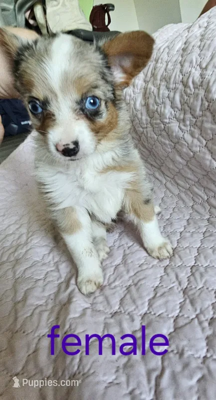 Lulu – Pembroke Welsh Corgi puppy for sale in Cartersville, GA