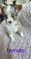 Lulu, a female Pembroke Welsh Corgi for sale in Cartersville, GA – 1 of 6