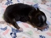 Doc ~ Green Hazel Eyes ~ True Toy , a male Toy Australian Shepherd for sale in Cartersville, GA – 2 of 3