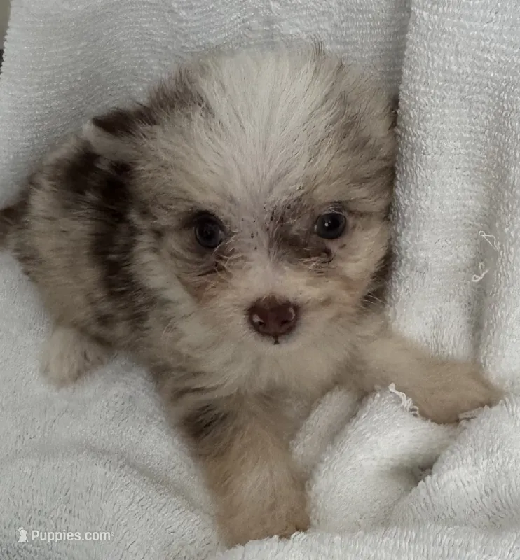 ASDR Lola ~ Blue Eyes ~ True Toy – Toy Australian Shepherd puppy for sale in Cartersville, GA