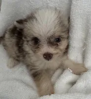 ASDR Lola ~ Blue Eyes ~ True Toy, a female Toy Australian Shepherd for sale in Cartersville, GA – 1 of 6