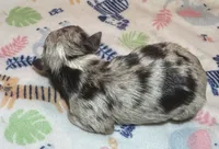 Lola ~ True Toy, a female Toy Australian Shepherd for sale in Cartersville, GA – 2 of 3
