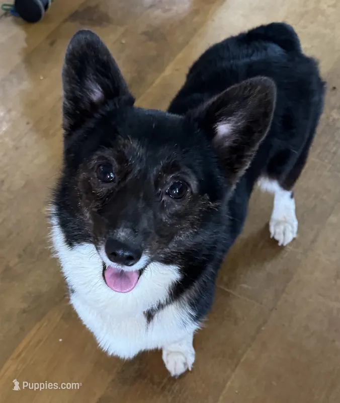 Nala – Pembroke Welsh Corgi puppy for sale in Cartersville, GA