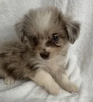 ASDR Beau ~ Blue Eyes ~ True Toy, a male Toy Australian Shepherd for sale in Cartersville, GA – 2 of 6