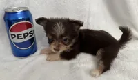 ASDR Doc ~ Green  Eyes ~ True Toy , a male Toy Australian Shepherd for sale in Cartersville, GA – 5 of 5