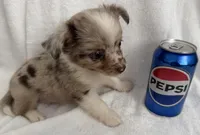 ASDR Bentley ~ Blue Eyes ~ True Toy, a male Toy Australian Shepherd for sale in Cartersville, GA – 4 of 6