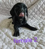 Lily, a female Miniature Dachshund for sale in Cartersville, GA – 5 of 6