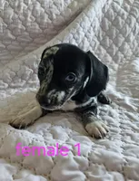 Lola, a female Miniature Dachshund for sale in Cartersville, GA – 7 of 7