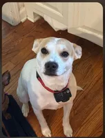Biscuit , a female American Pit Bull Terrier for sale in Cartersville, GA – 1 of 1