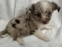 ASDR Bentley ~ Blue Eyes ~ True Toy, a male Toy Australian Shepherd for sale in Cartersville, GA – 1 of 6