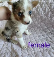 Lulu, a female Pembroke Welsh Corgi for sale in Cartersville, GA – 6 of 6