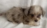 ASDR Beau ~ Blue Eyes ~ True Toy, a male Toy Australian Shepherd for sale in Cartersville, GA – 5 of 6