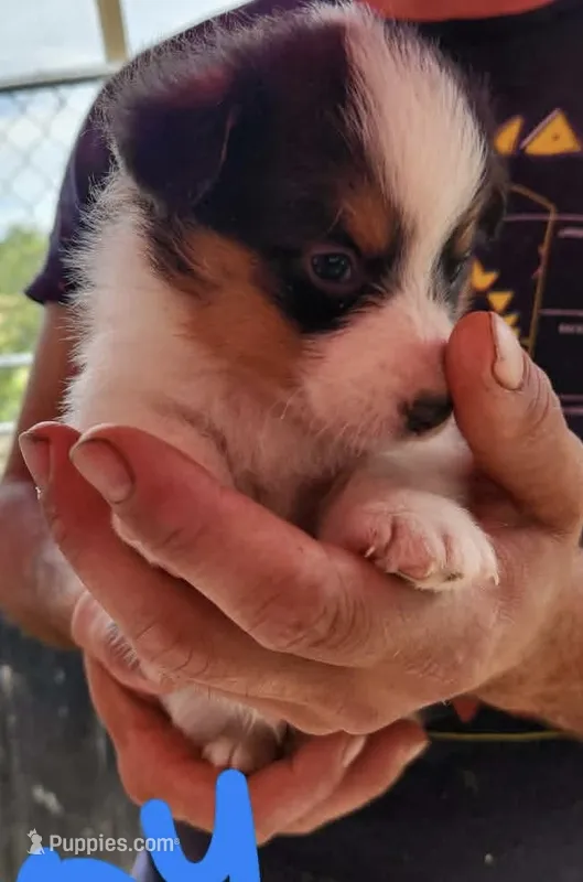 Boy 3 – Pembroke Welsh Corgi puppy for sale in Cartersville, GA