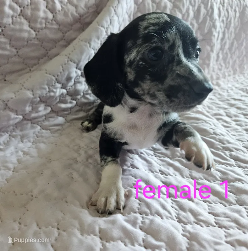 Lola – Miniature Dachshund puppy for sale in Cartersville, GA