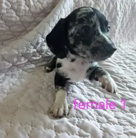 Lola, a female Miniature Dachshund for sale in Cartersville, GA – 1 of 7