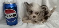 ASDR Lola ~ Blue Eyes ~ True Toy, a female Toy Australian Shepherd for sale in Cartersville, GA – 2 of 6
