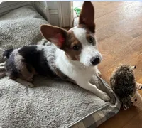 Stitch , a male Pembroke Welsh Corgi for sale in Cartersville, GA – 4 of 5