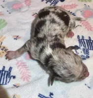Lola ~ True Toy, a female Toy Australian Shepherd for sale in Cartersville, GA – 3 of 3