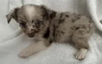ASDR Bentley ~ Blue Eyes ~ True Toy, a male Toy Australian Shepherd for sale in Cartersville, GA – 2 of 6