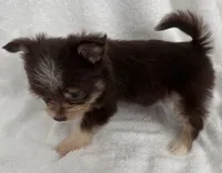 ASDR Doc ~ Green  Eyes ~ True Toy , a male Toy Australian Shepherd for sale in Cartersville, GA – 4 of 5