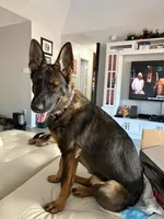Sasha vom sudenblick , a female German Shepherd Dog for sale in Lubbock, TX – 4 of 6