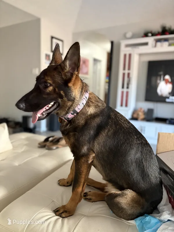 Sasha vom sudenblick  – German Shepherd Dog puppy for sale in Lubbock, TX