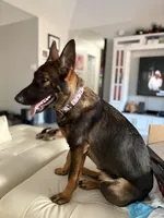 Sasha vom sudenblick , a female German Shepherd Dog for sale in Lubbock, TX – 1 of 6