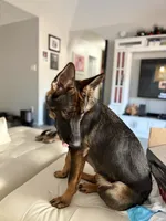 Sasha vom sudenblick , a female German Shepherd Dog for sale in Lubbock, TX – 3 of 6