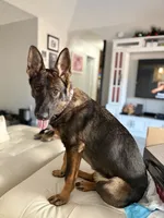Sasha vom sudenblick , a female German Shepherd Dog for sale in Lubbock, TX – 2 of 6