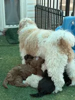 Brownie Girl, a female Goldendoodle and Poodle - Toy  for sale in Tyler, TX – 6 of 10