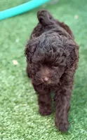 Brownie Girl, a female Goldendoodle and Poodle - Toy  for sale in Tyler, TX – 1 of 10