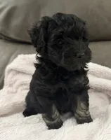 Tuxedo, a male Miniature Goldendoodle for sale in Tyler, TX – 10 of 10