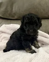 Tuxedo, a male Miniature Goldendoodle for sale in Tyler, TX – 6 of 10