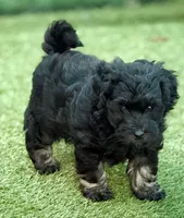Tuxedo, a male Miniature Goldendoodle for sale in Tyler, TX – 2 of 10