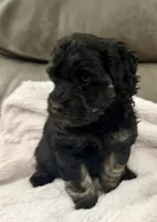 Tuxedo, a male Miniature Goldendoodle for sale in Tyler, TX – 5 of 10