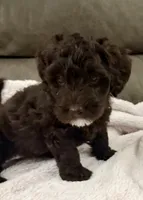 My  Girl, a female Miniature Goldendoodle for sale in Tyler, TX – 4 of 5