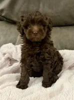 Brownie Girl, a female Goldendoodle and Poodle - Toy  for sale in Tyler, TX – 2 of 10