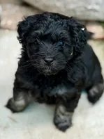 Tuxedo, a male Miniature Goldendoodle for sale in Tyler, TX – 3 of 10