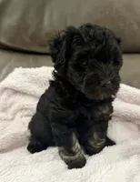 Tuxedo, a male Miniature Goldendoodle for sale in Tyler, TX – 9 of 10