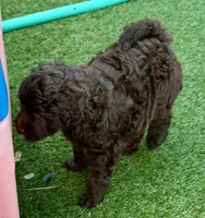 Brownie Girl, a female Goldendoodle and Poodle - Toy  for sale in Tyler, TX – 3 of 10