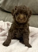 Brownie Girl, a female Goldendoodle and Poodle - Toy  for sale in Tyler, TX – 7 of 10