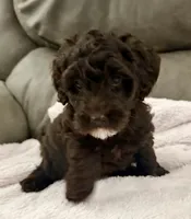 My  Girl, a female Miniature Goldendoodle for sale in Tyler, TX – 3 of 5